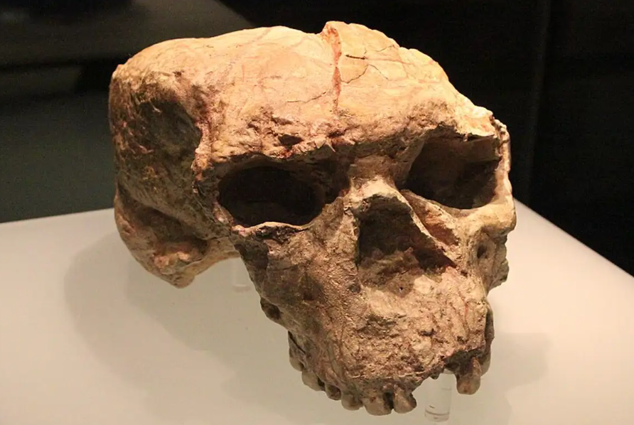 Un hallazgo en China puede llevar a la reevaluación de partes del conocimiento científico sobre los orígenes humanos.