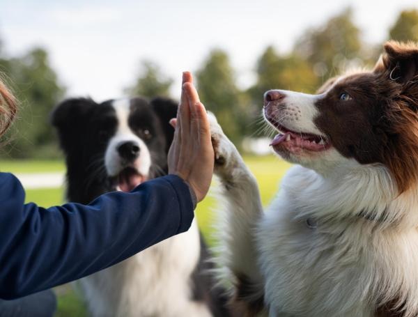 Explicación del propósito y circunstancias de la atención médica especializada en salud mental para animales domésticos.