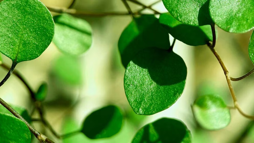 Un vegetal frecuentemente desatendido posee cualidades salubres para el esqueleto y las juntas, reduce los índices de colesterol y brinda defensa al hígado.