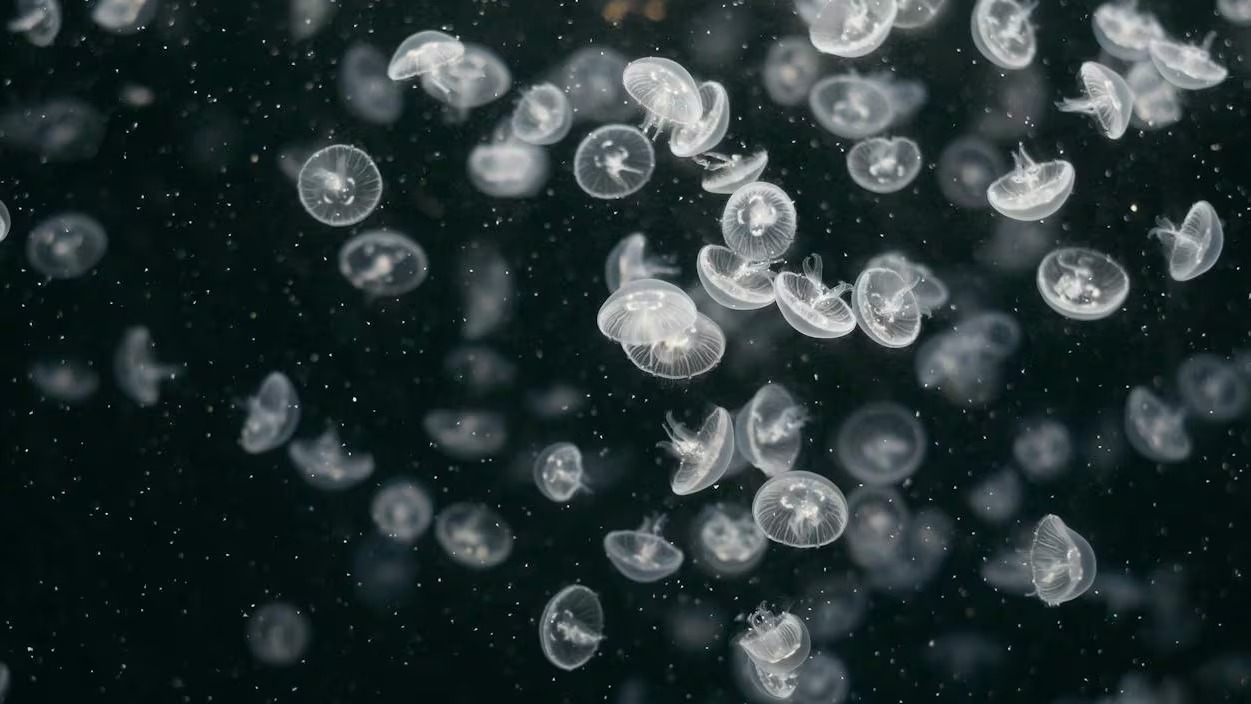 Se han encontrado larvas de medusas con una cantidad inusualmente alta de ojos en un laboratorio de la Universidad de California.