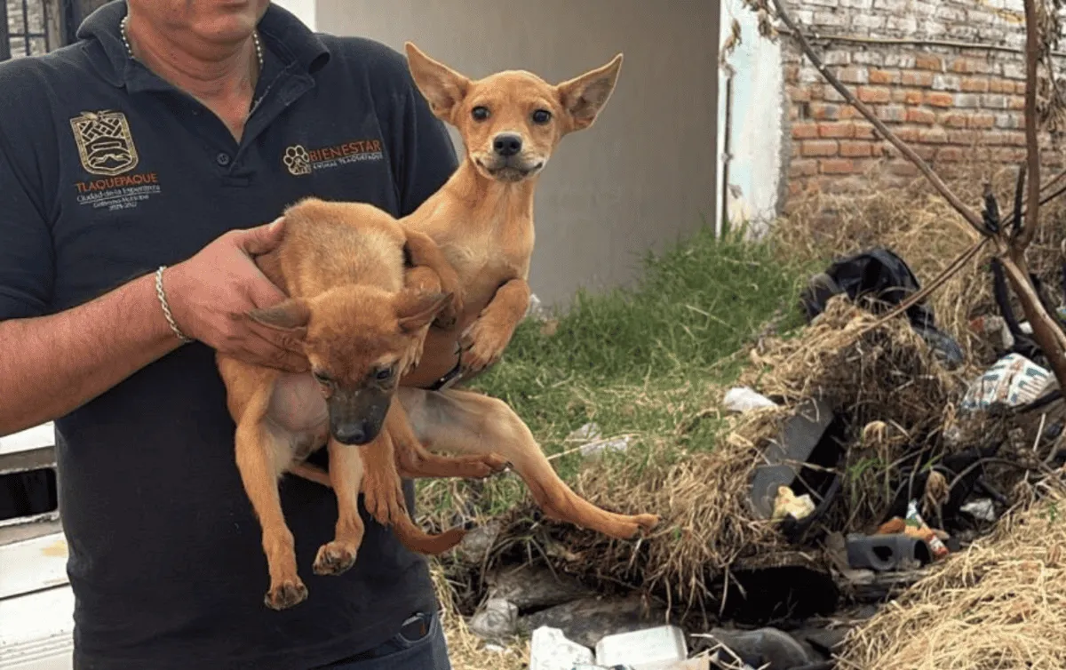 ¡Salvan a 21 Perritos del Infierno en Tlaquepaque! Dos No Resistieron el Cruel Abandono