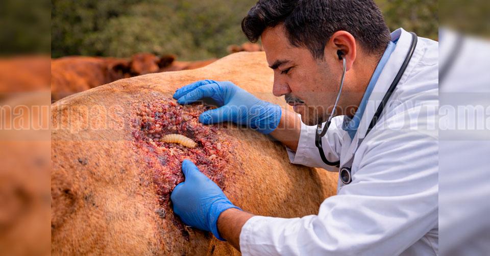 Brote de gusano barrenador en Tamaulipas suma 78 casos en 15 municipios