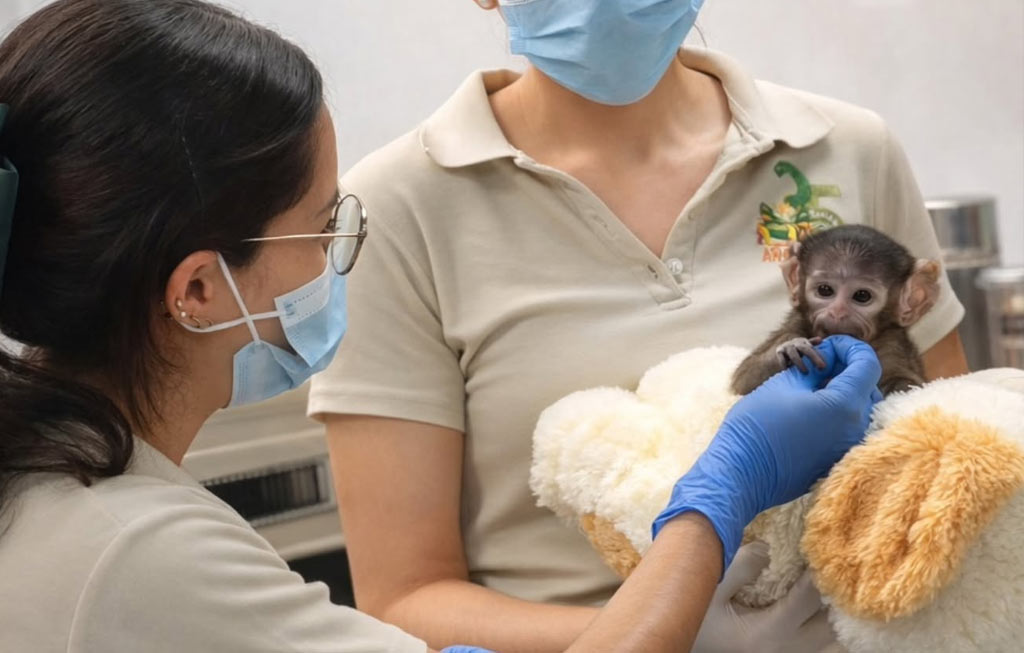 Zoológico Guadalajara asiste crianza de Yuji, mono patas rechazado por su madre