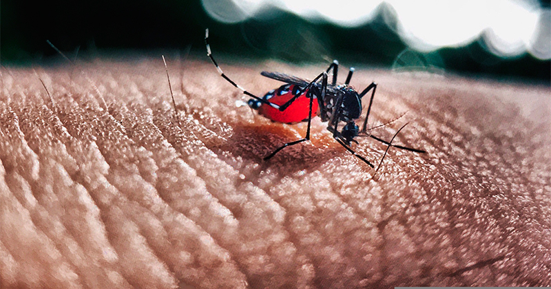 Tamaulipas registra 24 casos de dengue y 6 de rickettsiosis en lo que va de 2026