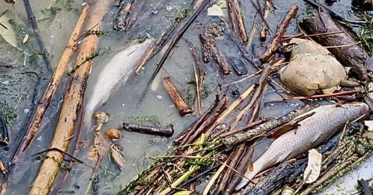 Oceana y Greenpeace denuncian ocultamiento de derrame petrolero tras admisión de Pemex