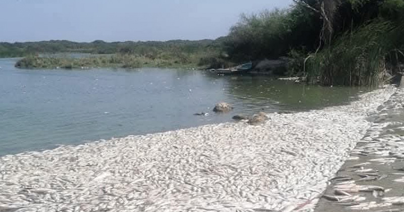 Conagua descarta contaminación por hidrocarburos en mortandad de peces en Tamaulipas y Veracruz