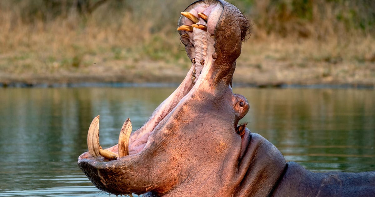 Colombia anuncia eutanasia de 80 hipopótamos de Pablo Escobar con costo de 7,000 millones de pesos