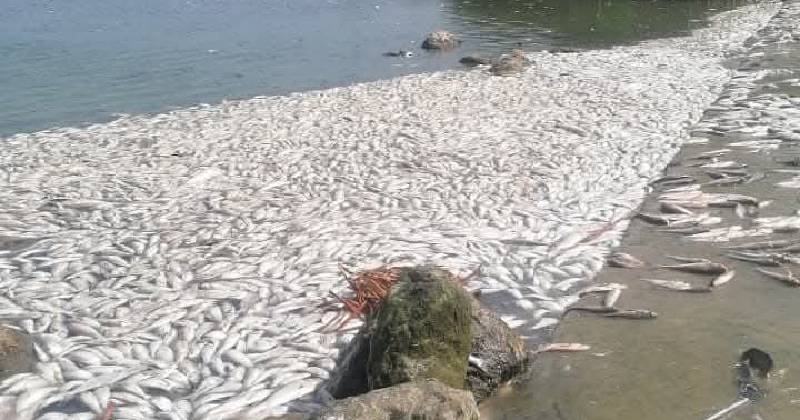 Mueren toneladas de peces en Pánuco por intrusión salina en diques fracturados