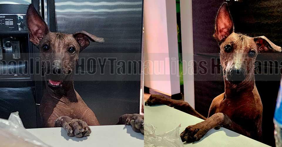 Aprueba Cámara de Diputados declarar el 27 de octubre como Día Nacional del Xoloitzcuintle