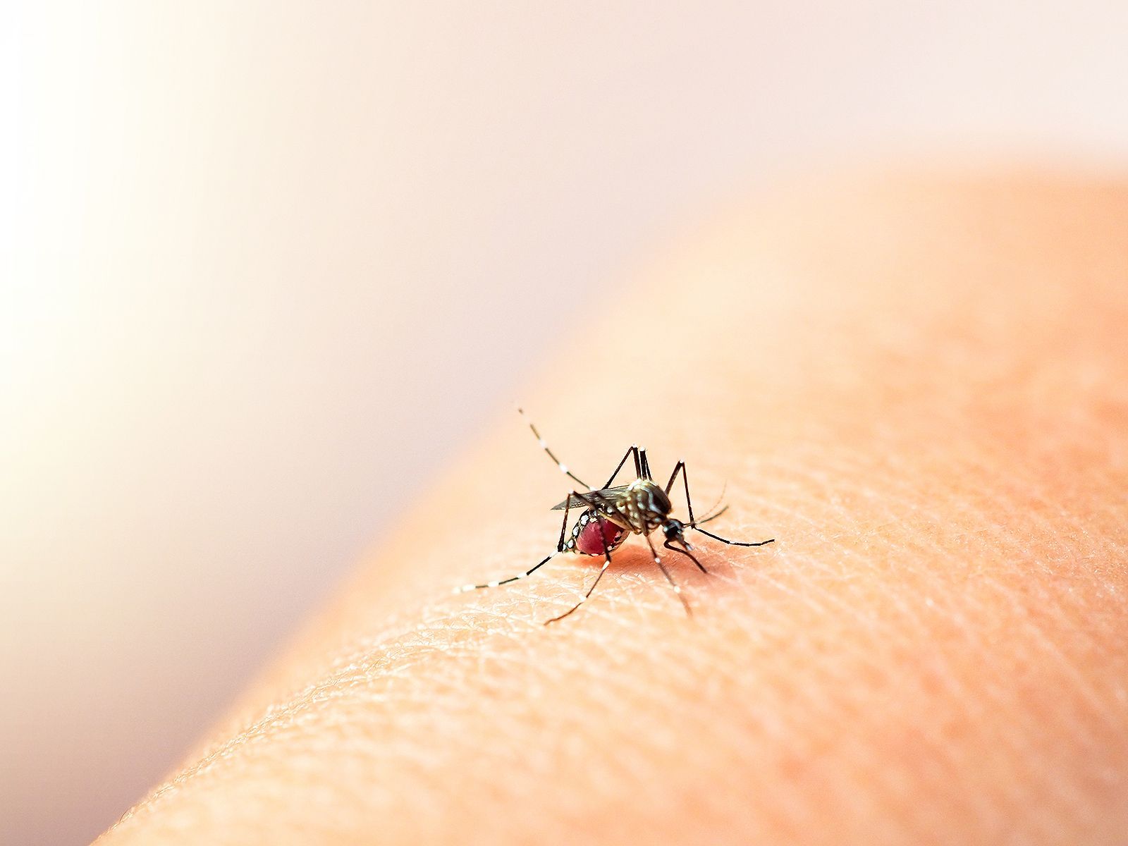 Frente al avance del Dengue: México inicia aplicación estratégica de nueva vacuna en zonas críticas