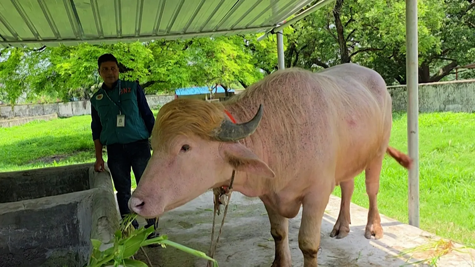 Furor en Bangladesh: Un búfalo albino bautizado “Donald Trump” se convierte en la máxima atracción turística