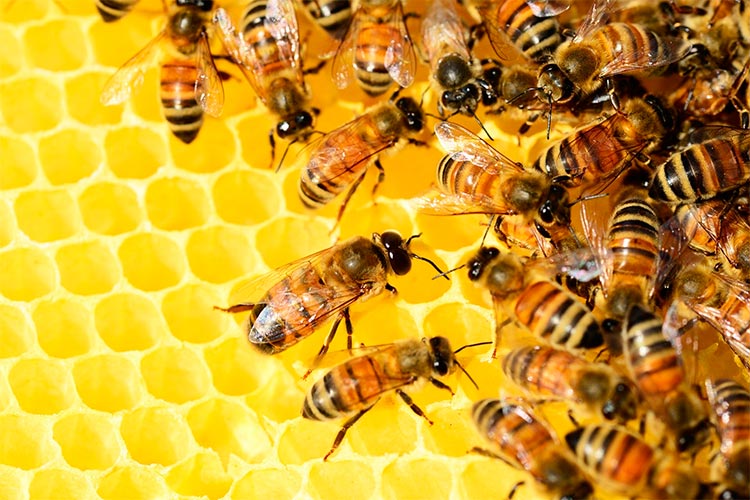 Arquitectas reales: Descubren abejas obreras genéticamente programadas solo para construir celdas de reinas