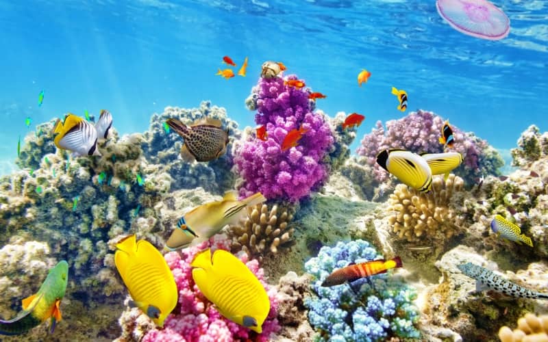 Filantropía digital y sostenible: Artistas ceden regalías de por vida para salvar los arrecifes de coral