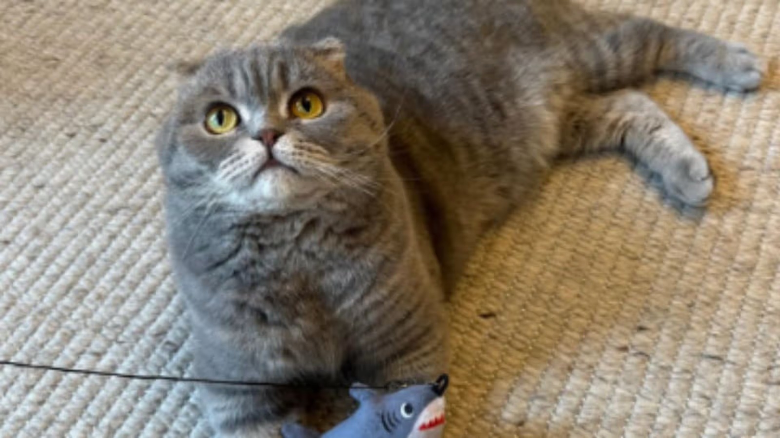 Furor en redes: Milo, el tierno gato de Boston que predice con éxito los resultados del Mundial 2026