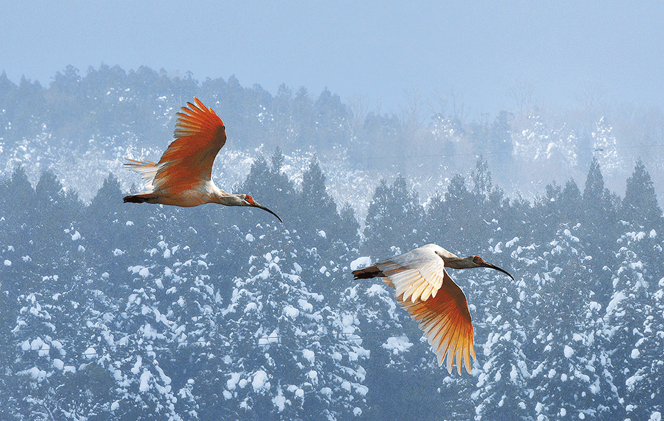 Milagro ecológico en Asia: La liberación del ibis crestado en Japón une a China y Corea del Sur en una alianza genética histórica