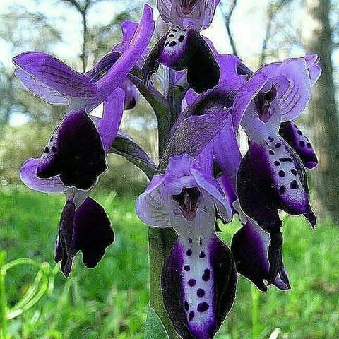 ¡Tesoro natural en Chiapas! Descubren en la Selva Lacandona una nueva especie de orquídea en peligro de extinción