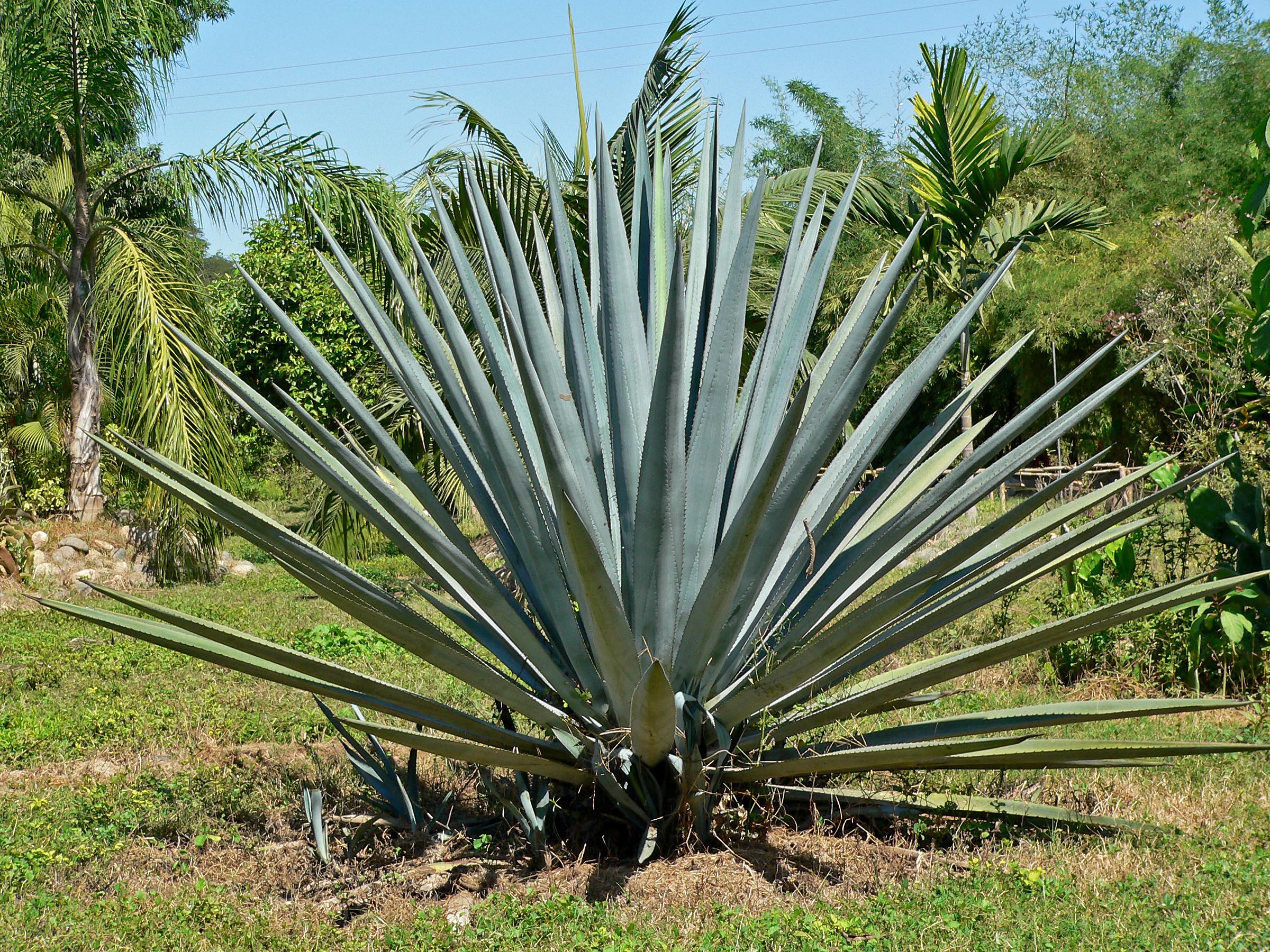 Innovación sustentable: CINVESTAV desarrolla bioplástico de alta resistencia a partir de residuos de agave